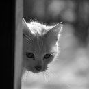 Vass Tibor: Pios cicám Pestre vágyik II.