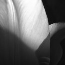 Szerelmes tulipán 1.