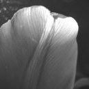 Szerelmes tulipán 2.