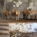 Bibók Bea − Tenczer Tamás